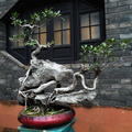 IMG30084 Keyuan garden  Dongguan 
